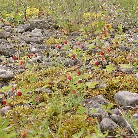 Kuuli Puhkemajad